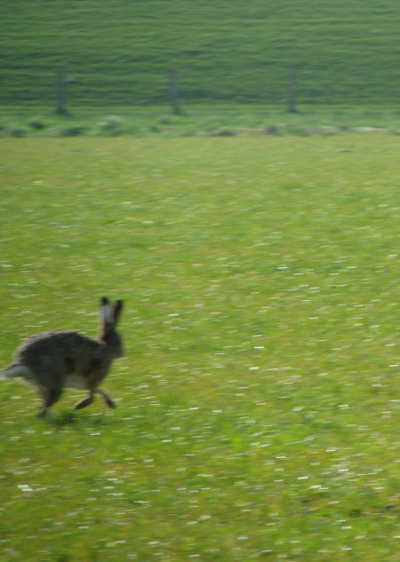 hase an ostern erwischt