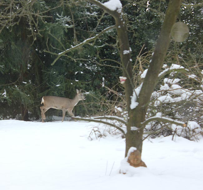 ausblick atelier reh im schnee